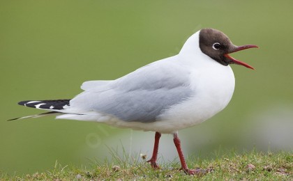 mouette rieuse.jpg