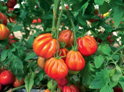 tomate coeur.jpg