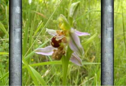 bar ophrys.jpg