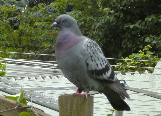 pigeon01.jpg